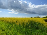 Rapsölfeld in der Nähe von Grube