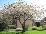 Frühling im Garten